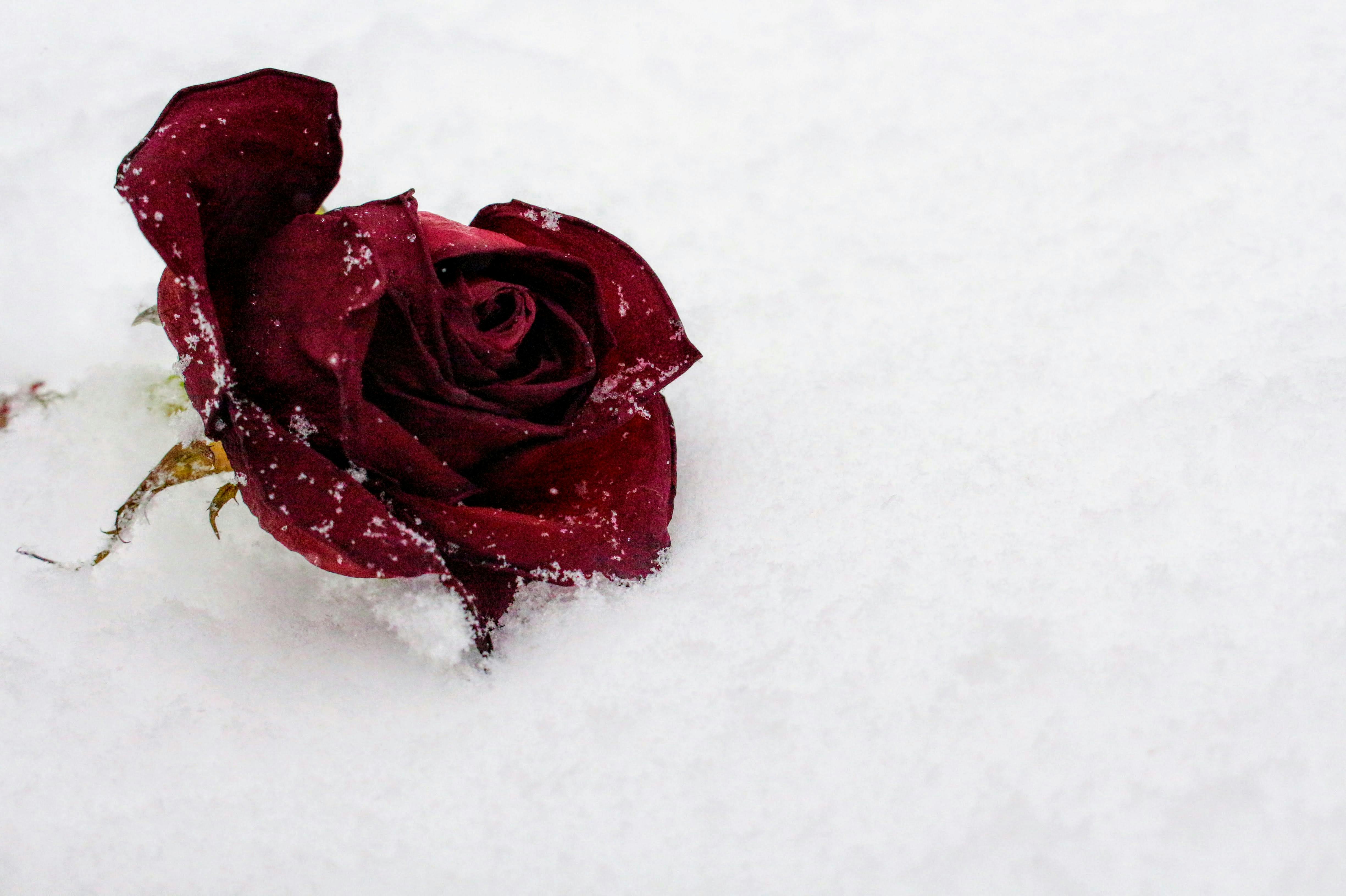 Red Rose On Snow Free Stock Photo