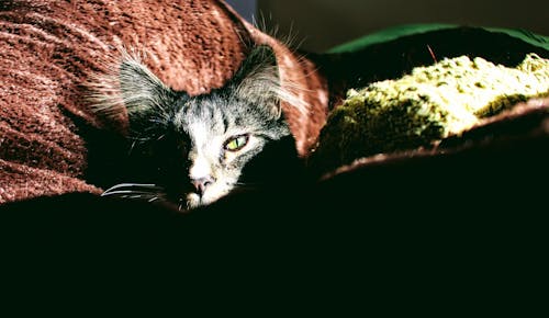 赤いテキスタイルの銀のぶち猫のクローズアップ写真