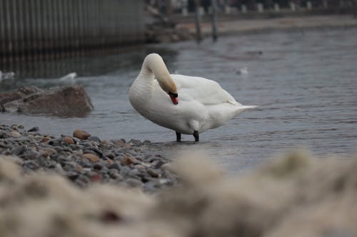 Gratis stockfoto met achtergrond, cisne, eend