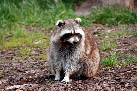 A cute raccoon sits on the ground surrounded by grass in an outdoor setting.