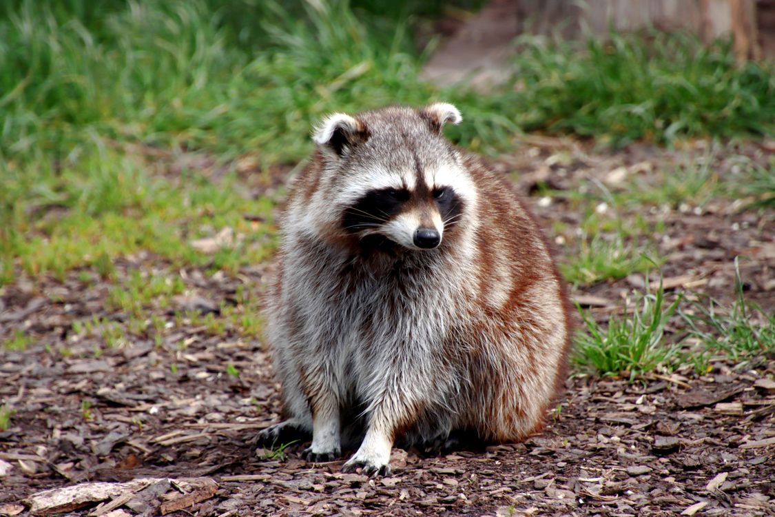 Photograph Raccoons Close-Up Shot of a Raccoon · Free Stock Photo