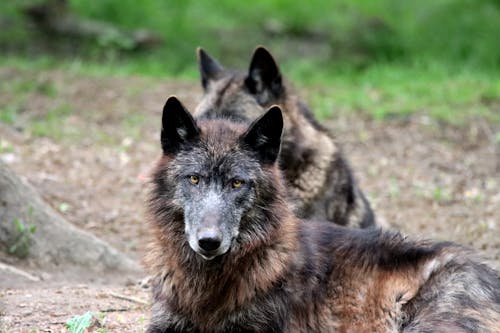 Бесплатное стоковое фото с волк, глаз, дикая природа