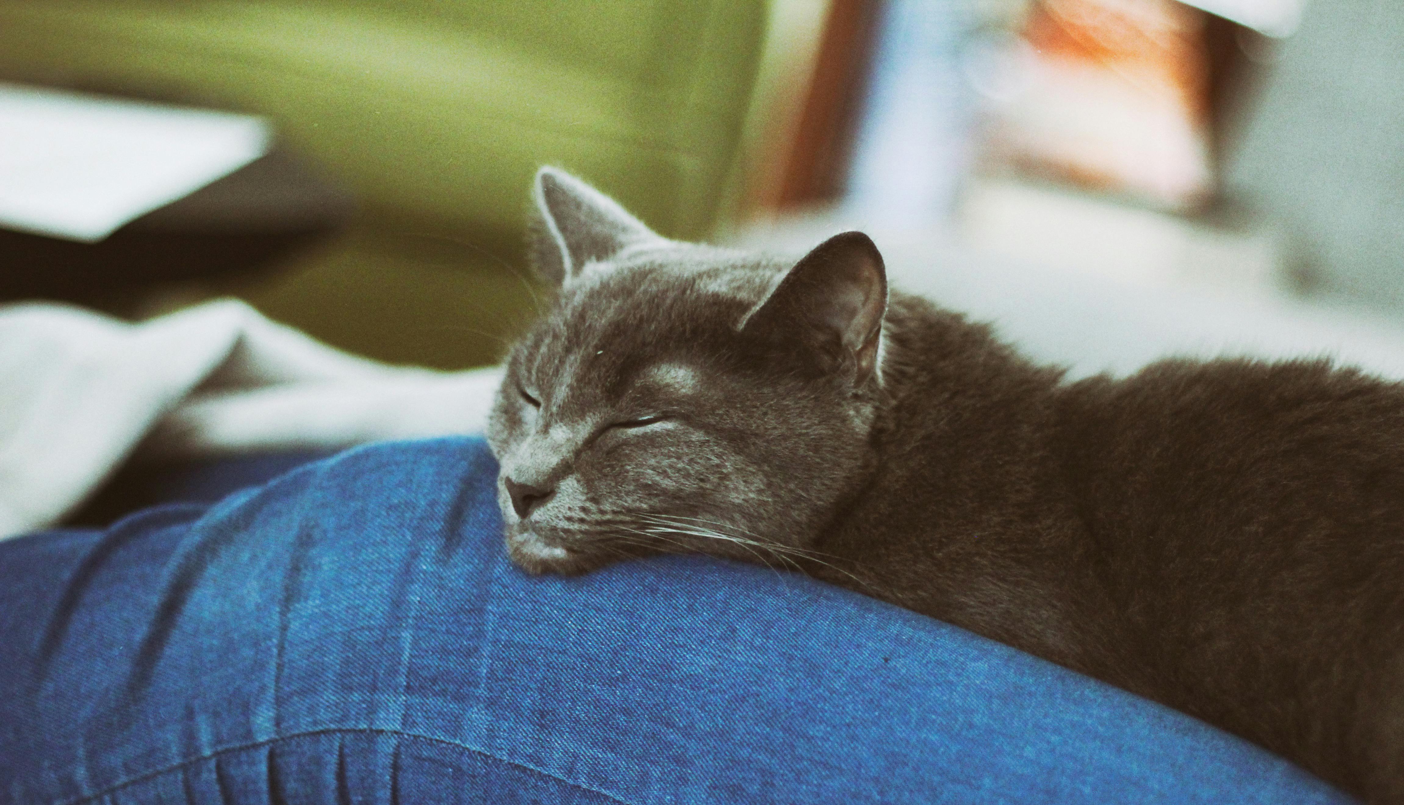 ネコ 寝ている猫 居眠りの無料の写真素材