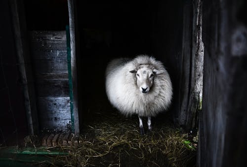 Black And White Photo Of Sheep