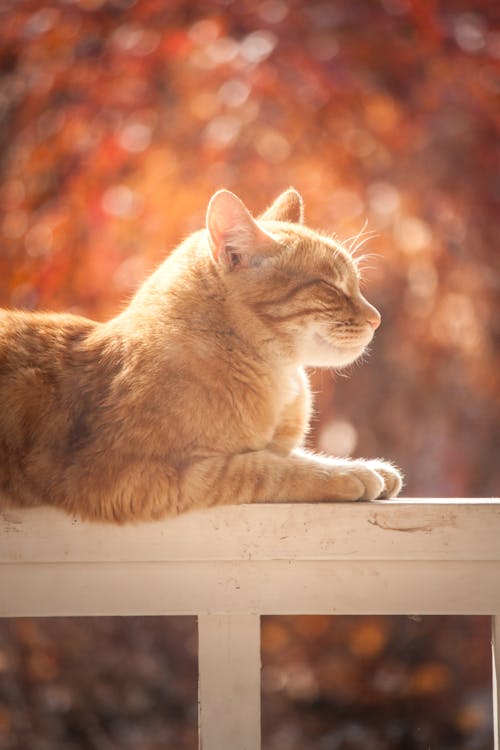 Free Tabby Cat On White Wooden Fence Stock Photo