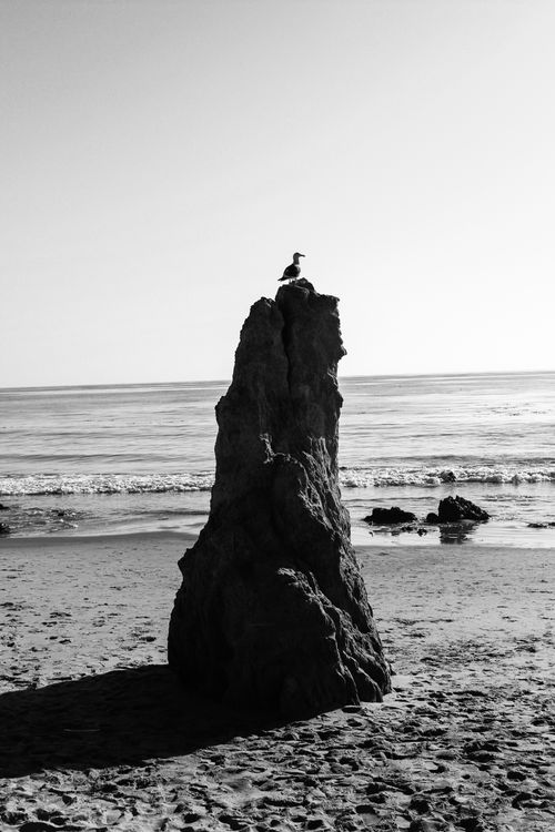 Free Black and white photo of a seagull perched on a tall rock at the beach with waves in the background. Stock Photo