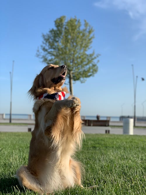 Kostnadsfri bild av djur, gyllene, hund