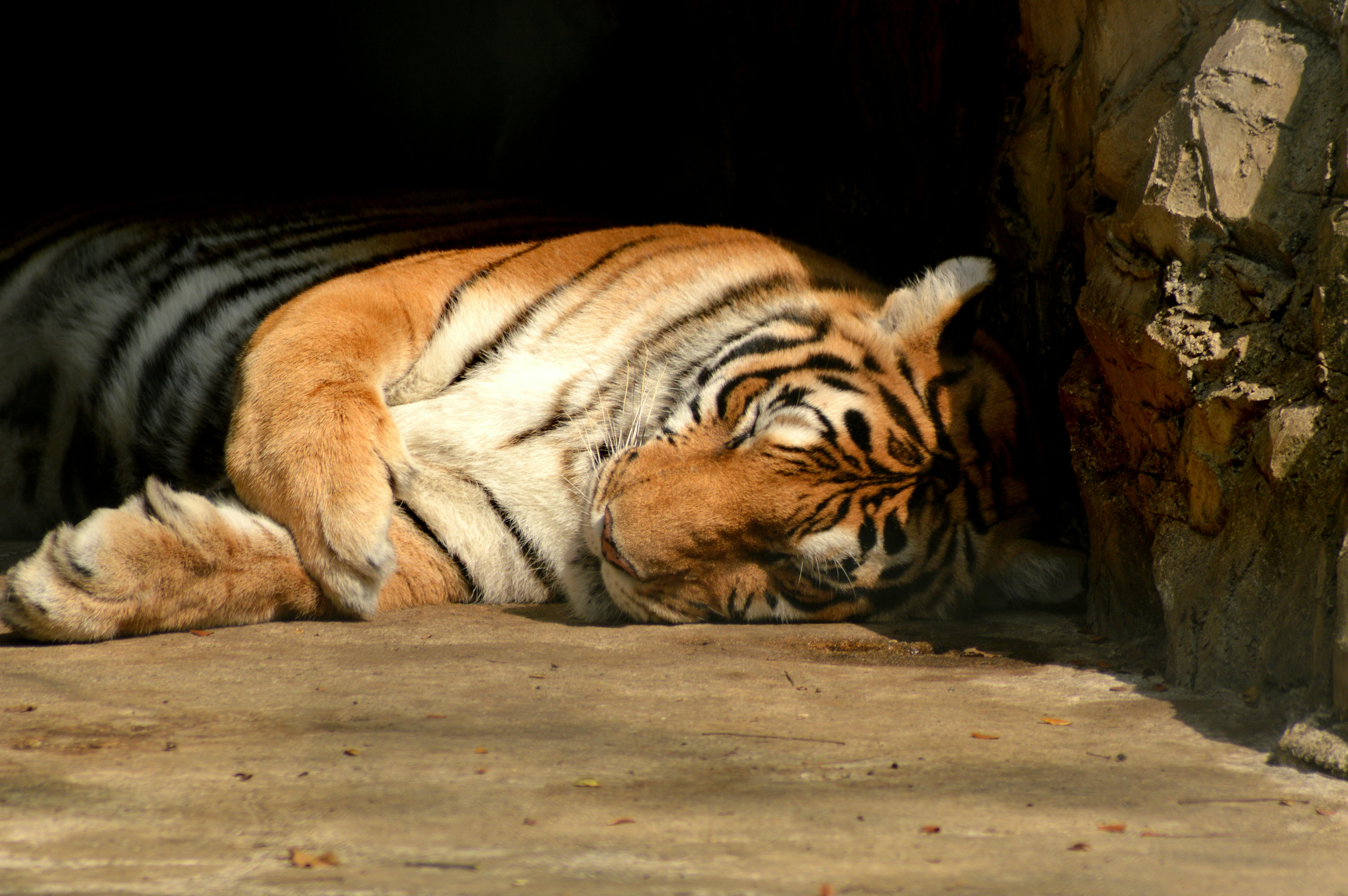 Gambar Logo Harimau Keren - Logo Keren