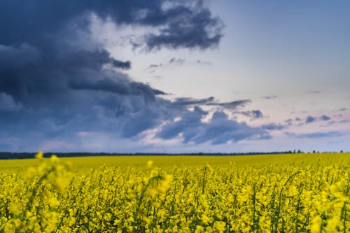 Yellow Flower Field Under Gray Clouds