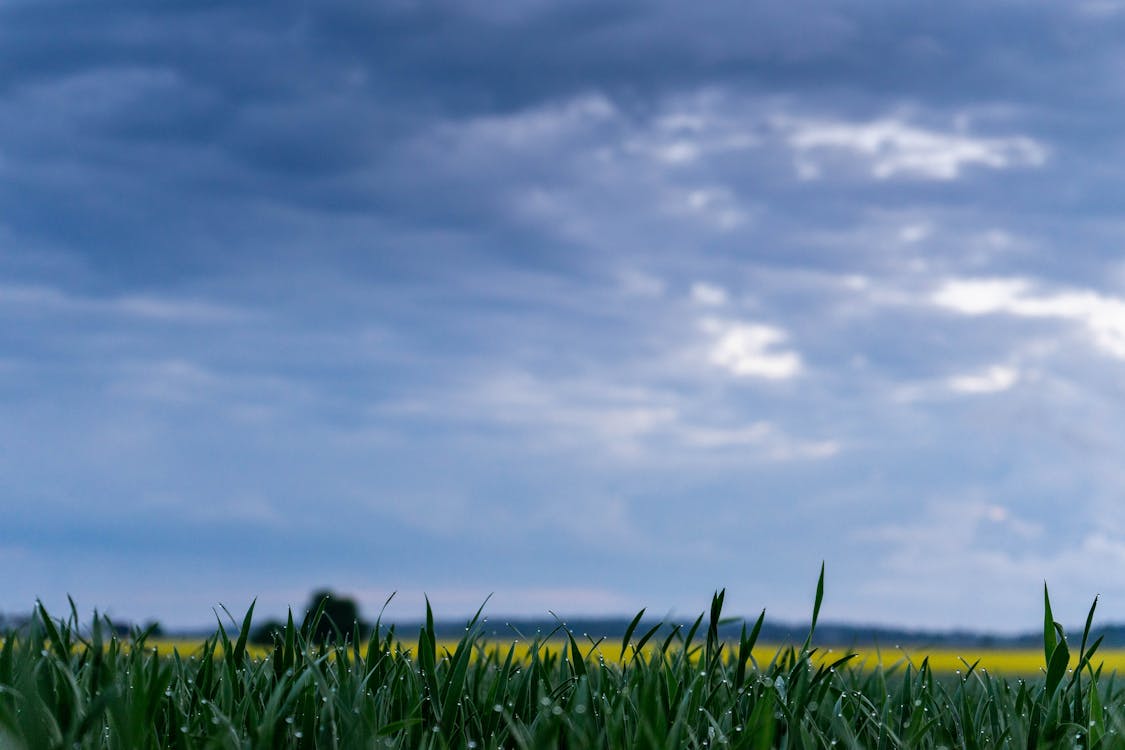 Kostenloses Stock Foto zu blauer himmel, feld, grünes gras