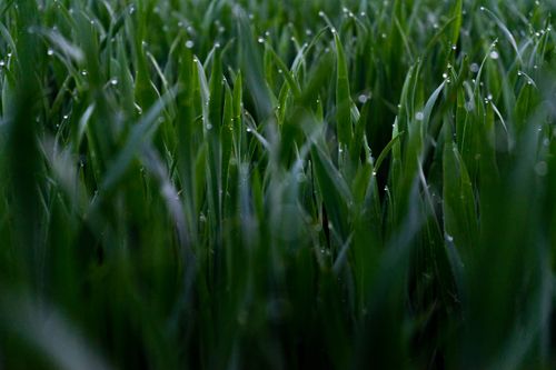 Free Dewdrops on fresh green grass blades, capturing nature's serene morning beauty. Stock Photo