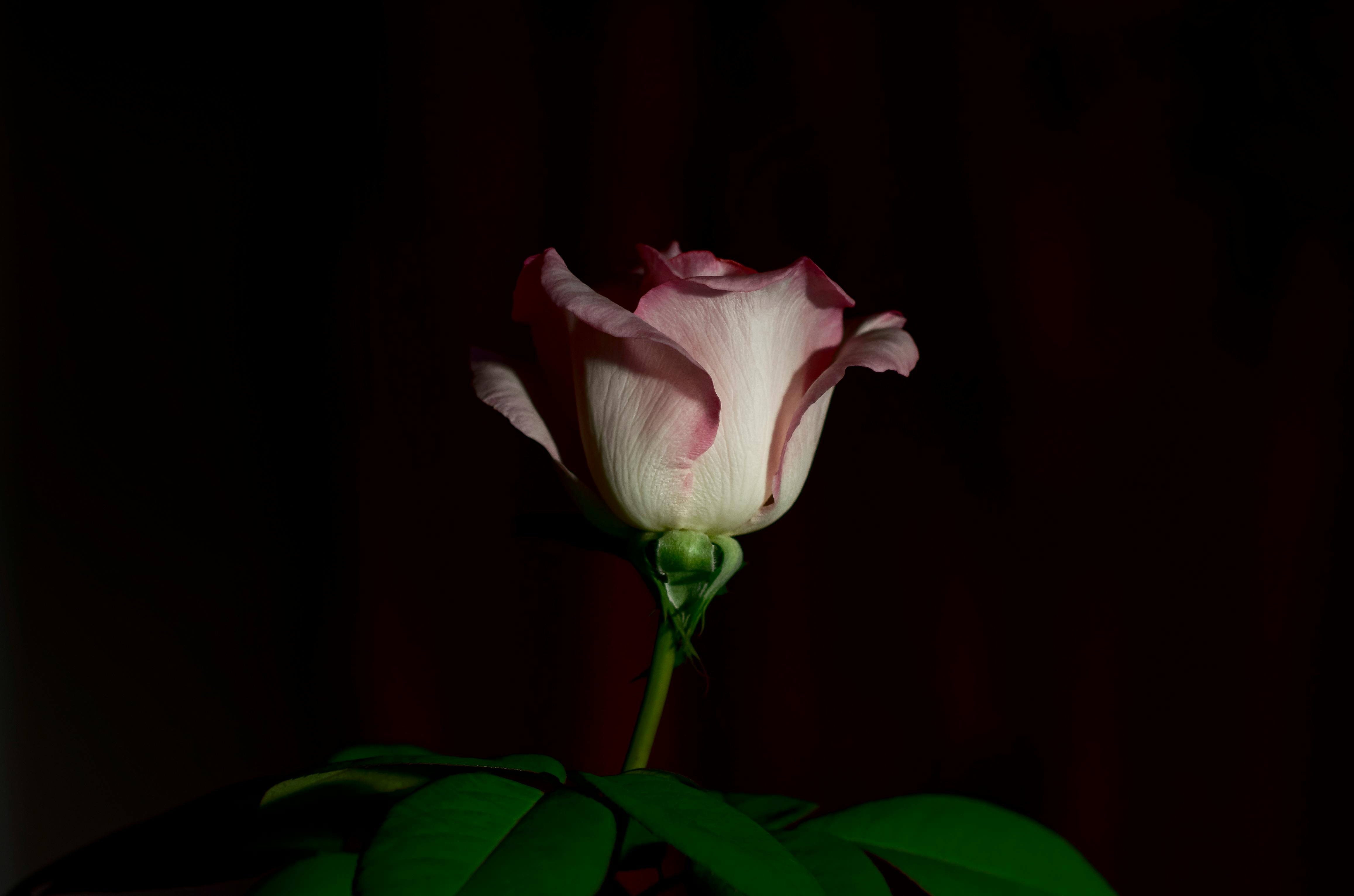 Free stock photo of dark rose, rose