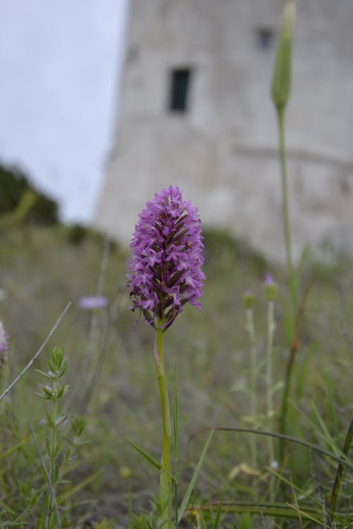 Kostenlos Kostenloses Stock Foto zu lila orchideen, natürlichen umgebung, naturliebhaber Stock-Foto