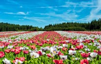 蔚蓝的天空下，色彩缤纷的罂粟田在森林背景前盛开