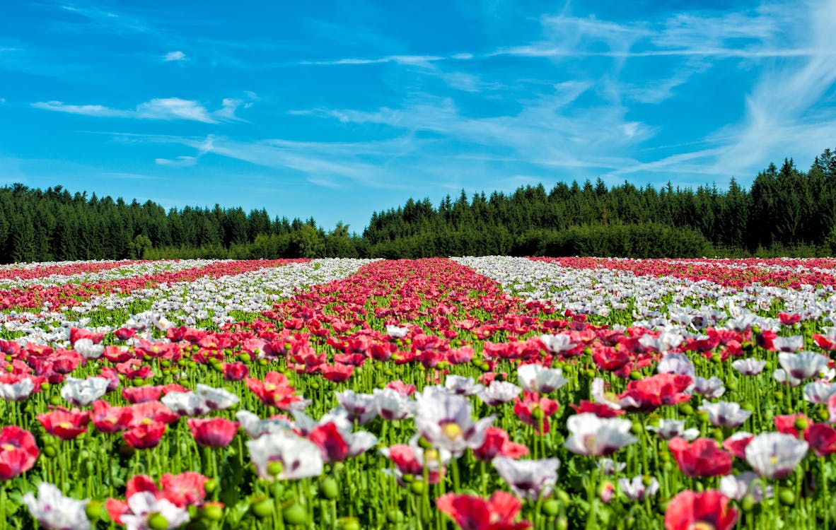 Red and White Flowers Under Blue Sky during Daytime