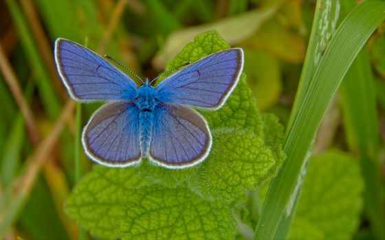 Macro Photography of Silver-studded Blue Butterfly on Green Leaf