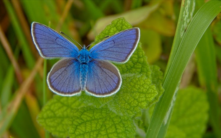 Macro Photography Of Silver-studded Blue Butterfly On Green Leaf