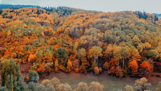 A vibrant aerial view of an autumn forest in Giresun, Türkiye, showcasing orange and green tones.
