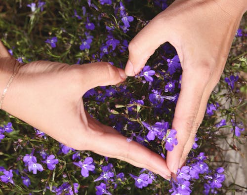 Gratis lagerfoto af blomst, blomster, flora