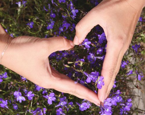 Free Captivating image of hands forming a heart shape over vibrant purple flowers, symbolizing love and nature's beauty. Stock Photo