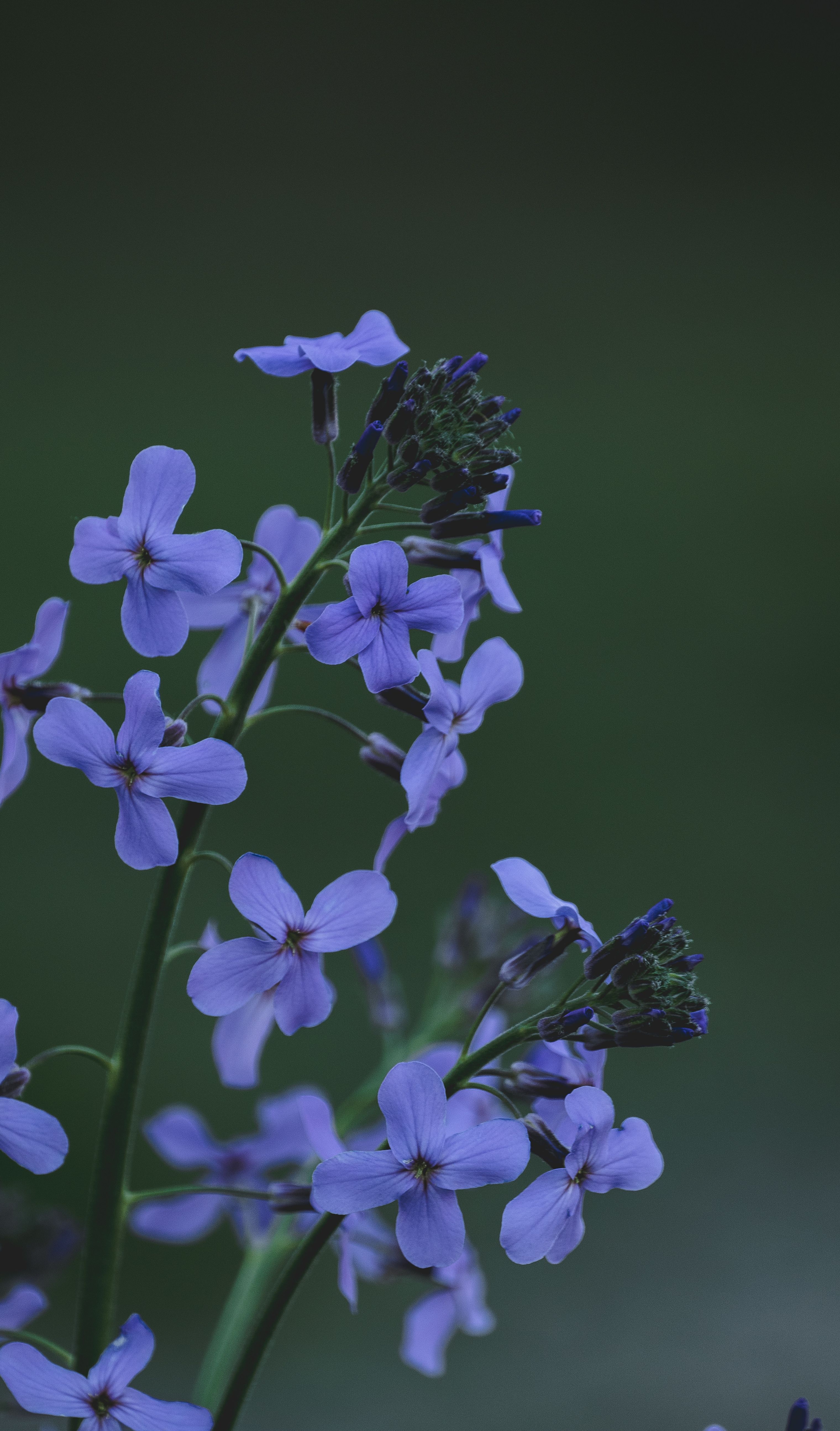 Close Up photo of Purple Flowers · Free Stock Photo