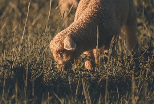 A Sheep Grazing on the Grass