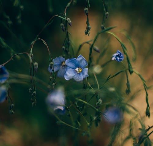 Free Selective Focus Photo of a Blooming Blue Flower Stock Photo