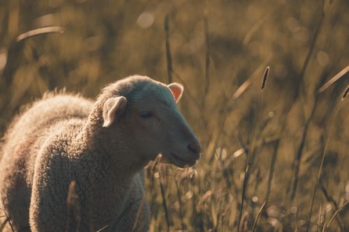 Free A serene image of a sheep grazing in a sunlit meadow, showcasing nature's tranquility. Stock Photo