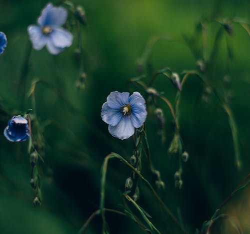 Shallow Focus Photo of a Blooming Blue Flower