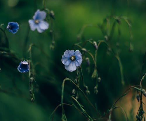Shallow Focus Photo of Blooming Blue Flowers