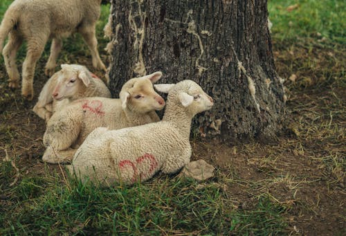 Herd of Sheep Lying Down near the Tree