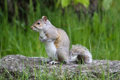 Free A Squirrel on Gray Rock Stock Photo