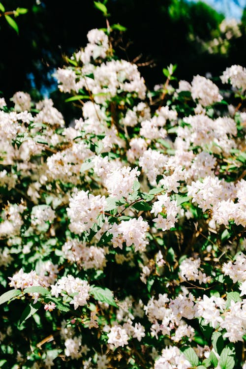 A White Flowers in Full Bloom