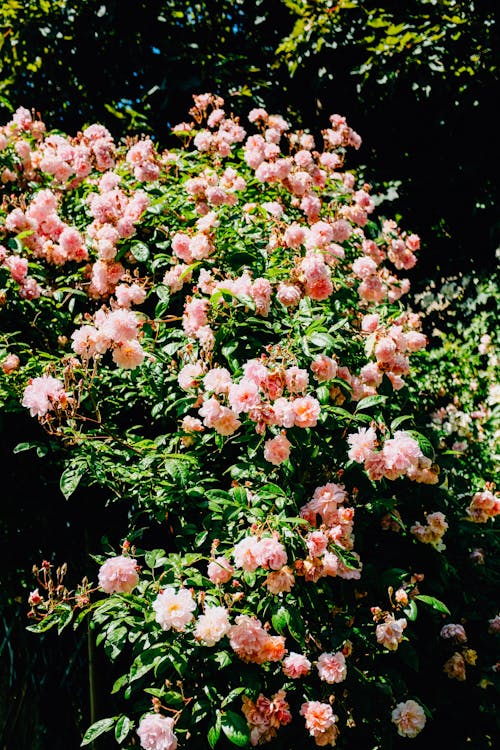 A Pink Flowers With Green Leaves