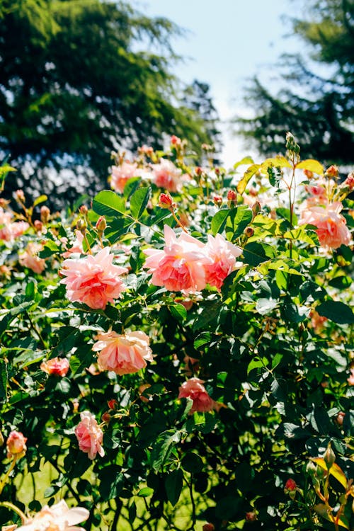 Foto stok gratis berwarna merah muda, bunga-bunga, Daun-daun