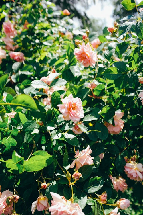 A Pink Flowers With Green Leaves