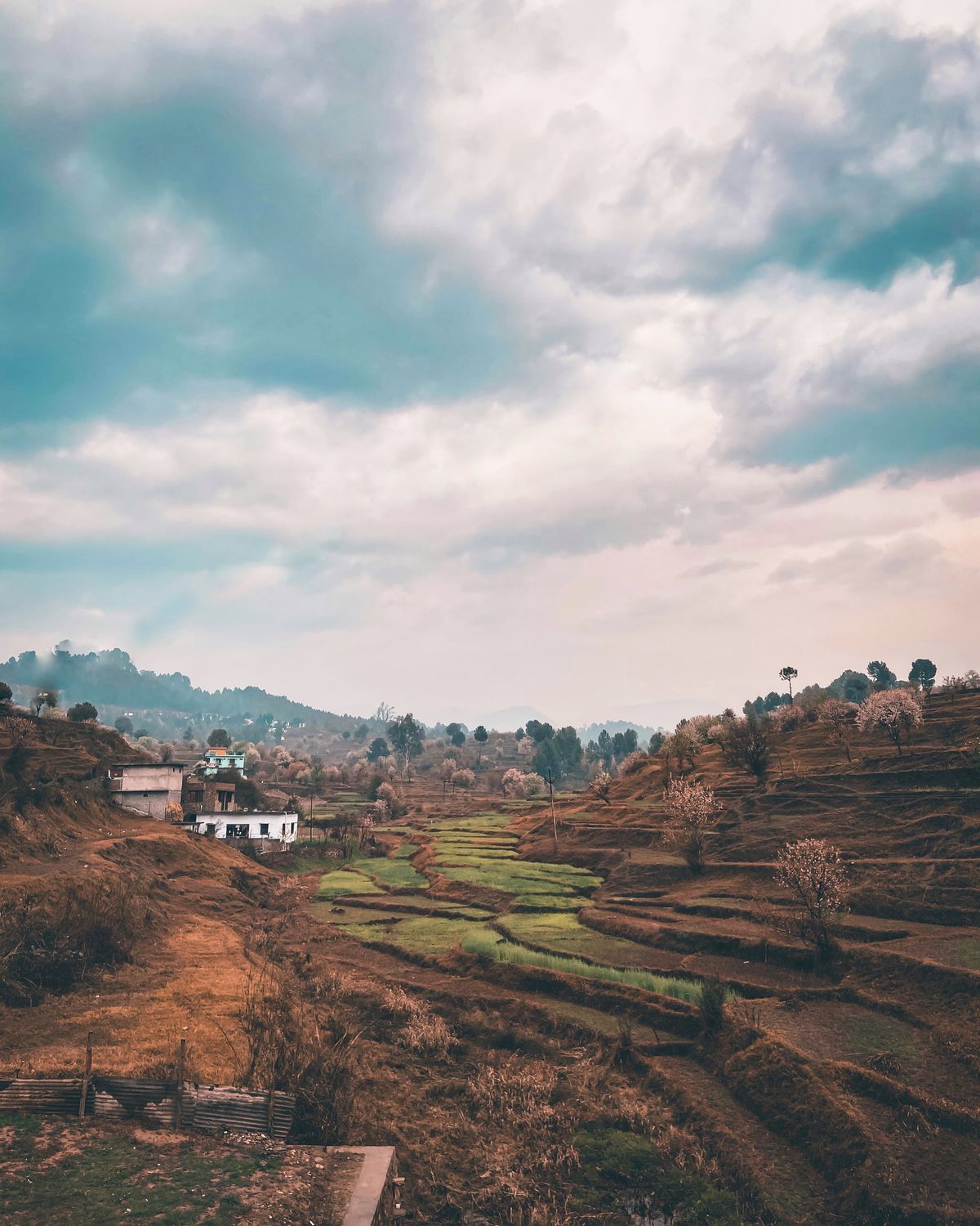 Terraced croplands on the hills around Haldwani, Uttarakhand, in autumn