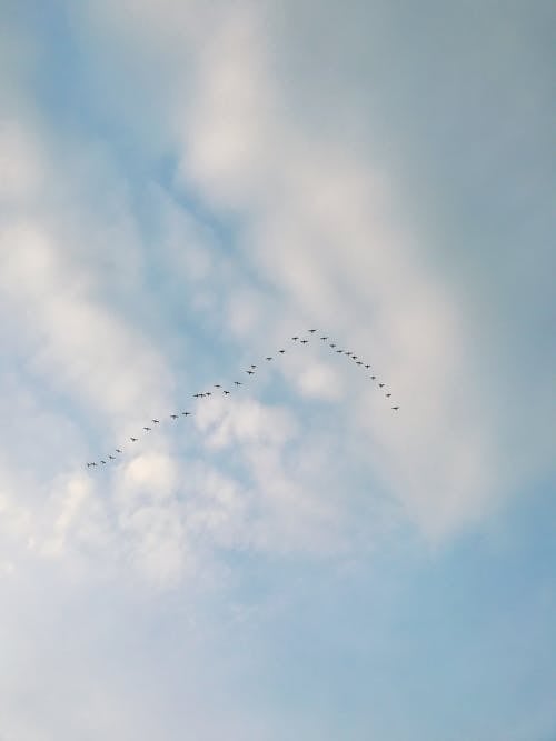 Безкоштовне стокове фото на тему «вертикальні постріл, небо, пташина зграя»