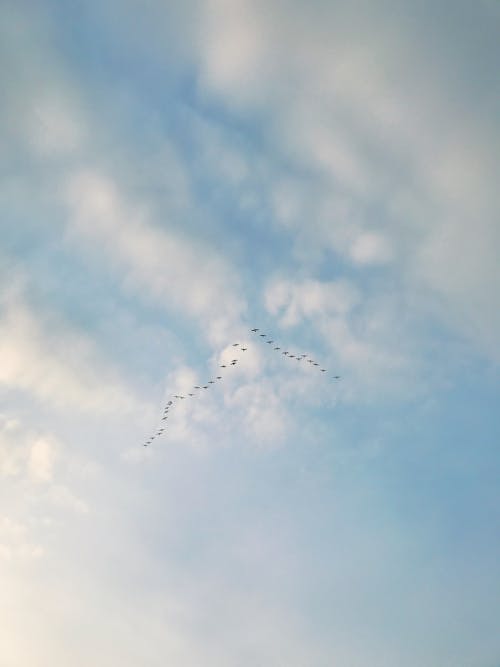 Základová fotografie zdarma na téma hejno ptáků, létání, mraky
