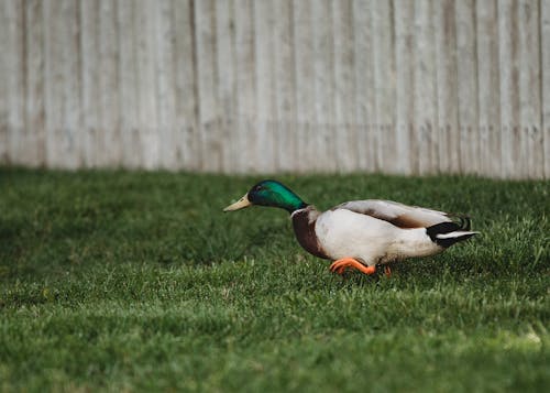 A Mallard Duck on Grass Field