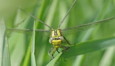 在户外草叶上对一只绿蜻蜓的强烈宏观捕捉