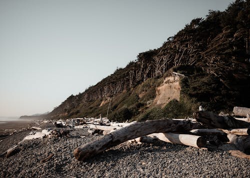 Photos gratuites de arbres, bord de mer, colline