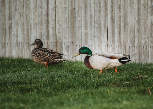 Ducks on Green Grass