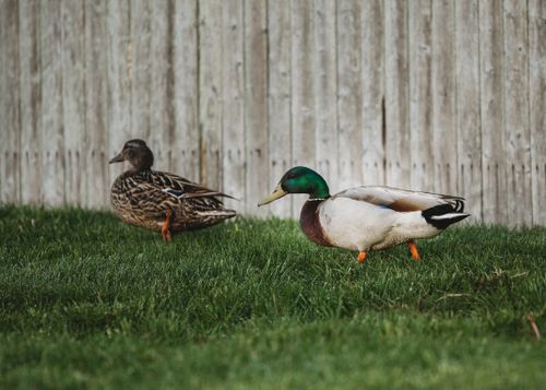 Free A close-up of two mallard ducks walking on grass with a wooden fence background. Stock Photo