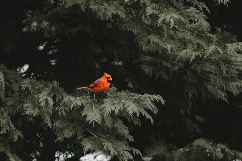 Photos gratuites de aviaire, cardinal, comum cardeal