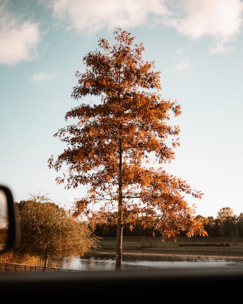 Photos gratuites de arbre, automne, couleurs automnales