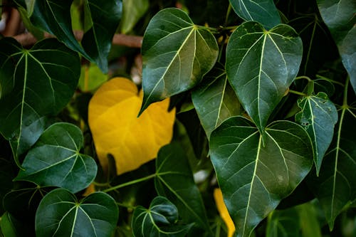 Fotobanka s bezplatnými fotkami na tému bezplatná tapeta, botanický, fotografia prírody