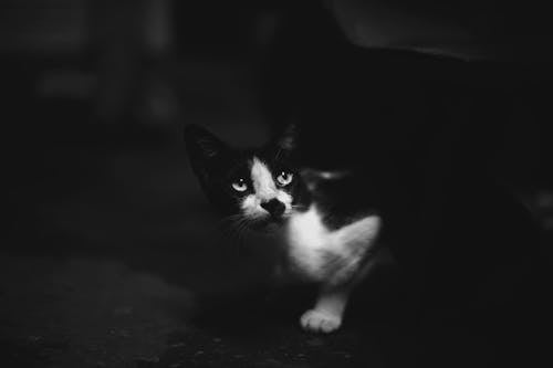 Бесплатное стоковое фото с двухцветный, домашняя кошка, животное