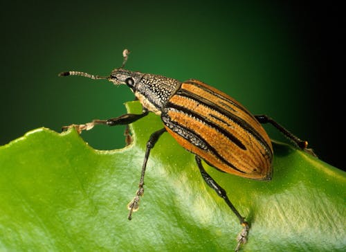 Black and Brown Insect on Green Leaf