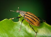 特写照片中，一只美丽的条纹象甲甲虫栖息在绿叶上